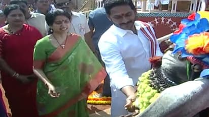 తాడేపల్లిలో సంక్రాంతి సంబరాల్లో పాల్గొన్న ఏపీ సీఎం జగన్ దంపతులు..