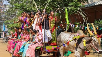 Pongal 2023: खेती से जुड़ा है 4 दिन का यह त्योहार, होती है भगवान सूर्य की पूजा, जानें इसके बारे में सबकुछ