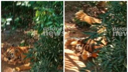 വയനാട് കുപ്പാടിത്തറയിലിറങ്ങിയ കടുവയെ മയക്കുവെടിവെച്ച് പിടികൂടി, കര്ഷകനെ ആക്രമിച്ച കടുവയെന്ന് സ്ഥിരീകരണം