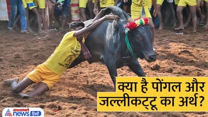 Pongal 2023: पोंगल के तीसरे दिन होता है जल्लीकट्टू, क्यों खास है परंपरा? जानें इससे जुड़ी खास बातें