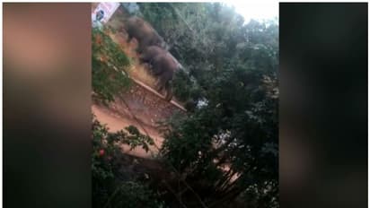 പാലക്കാട് ധോണിയിൽ വീണ്ടും 'പി ടി 7' ഇറങ്ങി; ഒപ്പം രണ്ട് കുട്ടിയാനകൾ ഉൾപ്പെടെ നാല് ആനകൾ, ആശങ്ക