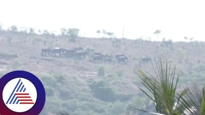 Chamarajanagara: ತೋಟದ ಶೆಡ್‌ಗೆ ನುಗ್ಗಿ ಕಾಡಾನೆಗಳ ದಾಳಿ, ಹಸು ಬಲಿ 