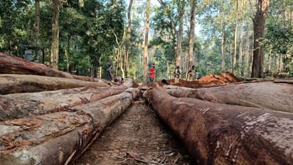 കൂടൊരുങ്ങി, ഇനി മയക്കണം കൂട്ടില്‍ക്കയറ്റണം, പിന്നെ ചട്ടം പഠിപ്പിച്ച് ഓത്തൊരു കുങ്കിയാനയാക്കണം !