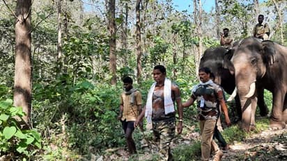 ஓசூரில் 30க்கும் மேற்பட்ட காட்டு யானைகள் தஞ்சம்: கிராம மக்கள் அச்சம்