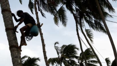 తాటిచెట్లకు తాళాలు: కల్లుగీత కార్మికుల వినూత్న ఆలోచన, ఎందుకంటే?