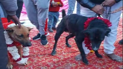 यहां डॉग टॉमी बना दूल्हा और जैली बनी दुल्हन, फेरे, जयमाला से लेकर रिसेप्शन तक सबकुछ हुआ