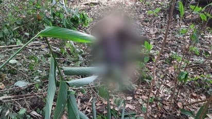 വിതുരയില്‍ ചത്ത നിലയില്‍ കുട്ടിയാന; കാഴ്ചക്കാരില്‍ നോവായി അമ്മയാന 