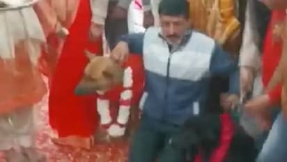 వాలంటైన్స్ డేని వ్యతిరేకిస్తూ... కుక్కలకు పెళ్లి