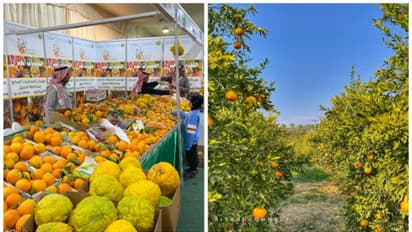 ഹരീഖിൽ ഓറഞ്ച് മേള ബുധനാഴ്ച വരെ; രാത്രി ഒന്പത് വരെ പ്രവേശനം