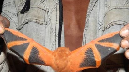 छत्तीसगढ़ में मिला अनोखा रंगीन चमगादड़ः विलुप्त प्रजाति का है ये जीव, पूरे देश में दिखा 3 बार, देखें तस्वीरें