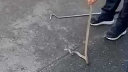 திருவாரூரில் வீட்டிற்குள் அடிக்கடி வந்து பயமுறுத்திய 7 அடி நீள நாகப் பாம்பு பிடிபட்டது