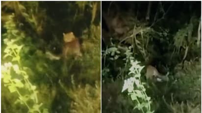 ഭീതി; ജനവാസമേഖലയിൽ പുലിക്കുഞ്ഞുങ്ങളെ കണ്ടതായി നാട്ടുകാർ, വനം വകുപ്പ് തെരച്ചിൽ തുടങ്ങി