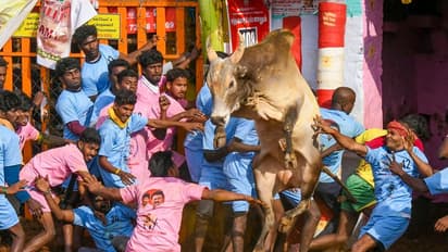 கிருஷ்ணகிரி எருதுவிடும் திருவிழா; ஆக்ரோஷத்துடன் சீறிப் பாய்ந்த 300 காளைகள்