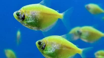 தொழில்முறையில் மீன் வளர்க்க மத்திய அரசின் மானியம் பெறுவது எப்படி?