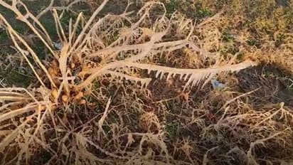 राजस्थान में इस सर्दी ने जमा दिया जनजीवन: रेतीले पहाड़ों पर जमी हिमाचल जैसी बर्फ, फसलें भी स्नो में  लिपटी