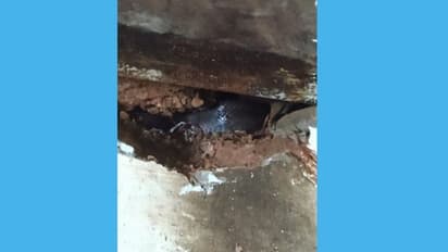 മണ്ണാർക്കാട് അങ്കണവാടിയിലെ ചുമരിൽ മൂർഖനെ കണ്ടെത്തി