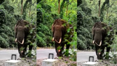 വീണ്ടും ജനവാസകേന്ദ്രങ്ങളിലേക്ക് എത്തി പടയപ്പ, അരി അകത്താക്കാൻ റേഷൻ കട പൊളിച്ചു 