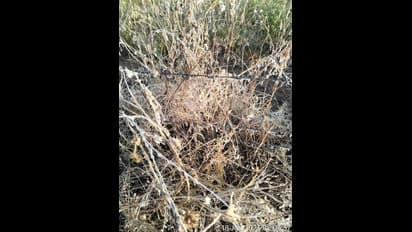 राजस्थान में कल से छूमंतर होगी कड़ाके की सर्दी: उससे पहले देखिए कैसे बर्फ की चादर ने पेड़-फसलों को ढक लिया