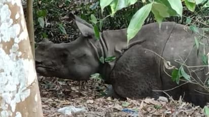 असम में बुलडोजर लाया Good News, पावा रिजर्व फॉरेस्ट से अतिक्रमण हटते ही नजर आया एक सींग वाला गैंडा, CM हुए खुश