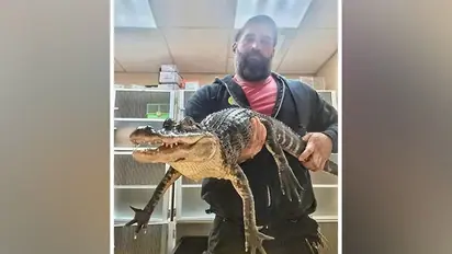 New Jersey: Man finds 3-feet-long alligator in a plastic bin outside his home 