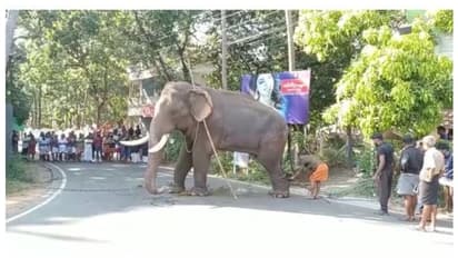  കുളിപ്പിക്കാന്‍ കൊണ്ടുപോകവേ ഇടഞ്ഞ് ഇറങ്ങിയോടി ഗുരുവായൂര്‍ ദേവസ്വത്തിന്‍റെ കൊമ്പന്‍, ഒടുവില്‍ തളച്ചു