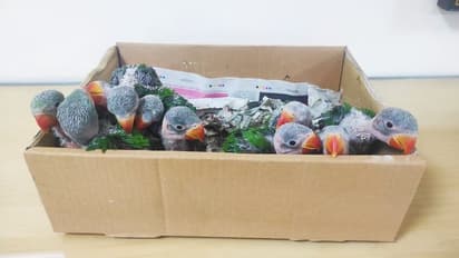 అత్యంత అరుదైన అలెగ్జాండ్రియన్ జాతి రామచిలుకలు స్వాధీనం