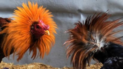 சண்டைக்கு தயாராக இருந்த 5 சேவல்கள் கைது; புதுவை போலீஸ் அதிரடி