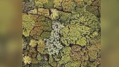 'സാമൂഹിക അകലം പഠിക്കാൻ ഇത് കണ്ടാല്‍ മതി'; വീഡിയോ...