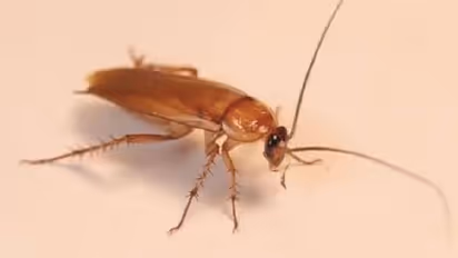 சென்னை அதிர்ச்சி சம்பவம்.. பிரபல உணவகத்தில் வழங்கப்பட்ட சாம்பாரில் கரப்பான் பூச்சி..!