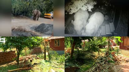 അകത്തേത്തറയിൽ ജനത്തിന് ഭീഷണിയായി മൂന്ന് കാട്ടാനകൾ, പിടി 7 നെ പിടിക്കാനുള്ള ശ്രമം തുടർന്ന് വനം വകുപ്പ്