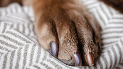 ഉപേക്ഷിക്കപ്പെട്ട നായയെ സംരക്ഷിച്ച കുടുംബം നേരിട്ടത് വന് ദുരന്തം; 3മാസം പ്രായമുള്ള പെണ്കുഞ്ഞിന് ദാരുണാന്ത്യം