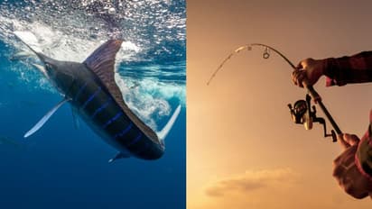 65കാരനെ വലിച്ചുകൊണ്ടുപോയി വന്‍ മത്സ്യം, അഞ്ചാം ദിവസവും തെരച്ചില്‍ തുടരുന്നു