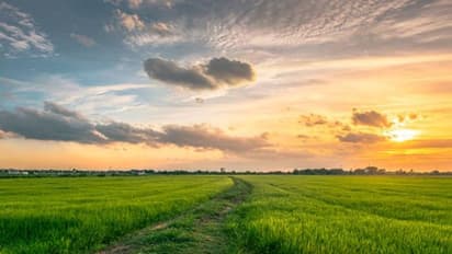 തായ്‌ലൻഡിൽ ശുദ്ധവായു വില്പനയ്ക്ക്; മണിക്കൂറിന് 2500 രൂപ
