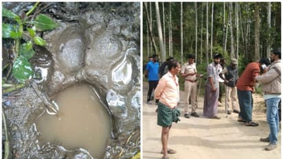 കടുവാപേടിയില് പൊന്മുടിക്കോട്ട; തിങ്കളാഴ്ച മുതല് നാട്ടുകാര് അനശ്ചിതകാല സമരത്തിലേക്ക്