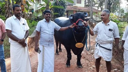 1000 കിലോയിലേറേ തൂക്കം, 10 ലക്ഷം പറഞ്ഞിട്ടും വിറ്റില്ല; 'രാജമാണിക്യ'ത്തിന്‍റെ പിറന്നാള്‍ ആഘോഷമാക്കി നാട്