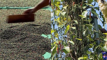 കാലാവസ്ഥയും രോഗങ്ങളും ചതിച്ചു, ഉല്പാദനം കുറഞ്ഞു; കുരുമുളകിന് തീവില