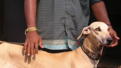 திண்டுக்கல்லில் வளர்ப்பு நாயை நாய் என்று அழைத்த முதியவர் குத்தி கொலை