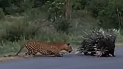 Leopard vs Porcupines Video: குட்டிகளை வேட்டையாட வந்த சிறுத்தைக்கு ஆட்டம் காட்டிய முள்ளம்பன்றிகள்!