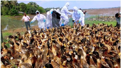 പക്ഷിപ്പനി; അതിർത്തിയിൽ പരിശോധന കർശനമാക്കി തമിഴ്നാട്, ഇറച്ചിയും മുട്ടയുമായി വരുന്ന വാഹനങ്ങൾ തിരിച്ചയയ്ക്കും