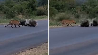 പുള്ളിപ്പുലിയില് നിന്ന് കുഞ്ഞിനെ കാക്കുന്ന മുള്ളൻപന്നികള്; കിടിലൻ വീഡിയോ