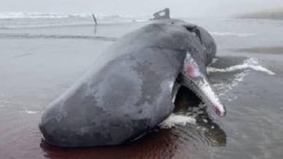 തീരത്തടിഞ്ഞത് കൂറ്റൻ തിമിംഗലം, വേട്ടക്കാരെ ഭയന്ന് നേരത്തെ തന്നെ പല്ലുകൾ മുറിച്ചുമാറ്റി