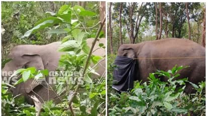 PT 7 ആനയുടെ ദേഹത്ത് പെല്ലറ്റ് പാടുകളില്ലെന്ന് വനംവകുപ്പ്, കാഴ്ചയെങ്ങനെ പോയി? ദുരൂഹതയാരോപിച്ച് ആനപ്രേമി സംഘം