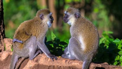 കൃഷി നശിപ്പിക്കുന്നു, വെർവെറ്റ് കുരങ്ങുകളെ കൂട്ടത്തോടെ കൊന്നൊടുക്കാൻ തയ്യാറായി ഈ കരീബിയൻ രാജ്യം