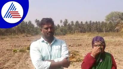 ಜಮೀನು ವಿವಾದ: ವೃದ್ಧೆಗೆ ಸೇರಿದ್ದ 84 ತೆಂಗಿನ ಸಸಿಗಳನ್ನ ಕಡಿದು ಹಾಕಿದ ದುಷ್ಕರ್ಮಿಗಳು!