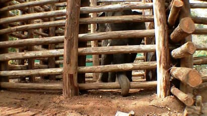 പി ടി 7നെ കൂട്ടില് നിന്നിറക്കി, കാഴ്ച തിരികെ ലഭിക്കുമോ, ചികിത്സ ഉടന്; ശസ്ത്രക്രിയ വേണമെന്ന് വിദഗ്ധര്