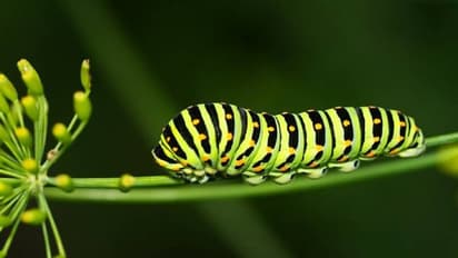 പുഴുക്കാഷ്ഠത്തിൽ നിന്ന് നിർമ്മിച്ച ചായ വിപണിയിലെത്തിക്കാൻ ഒരുങ്ങി ജപ്പാൻ