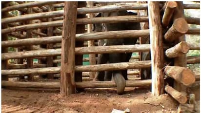 പിടി സെവന്‍ ഇനി 'ധോണി'; പുതിയ പേരിട്ട് വനം മന്ത്രി എ കെ ശശീന്ദ്രന്‍ 