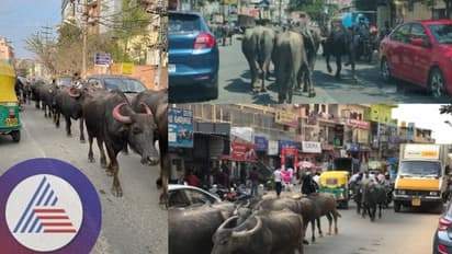 Bengaluru: ಐಟಿ-ಬಿಟಿ ಸಿಟಿಯಲ್ಲಿ ಎಮ್ಮೆಗಳ ಟ್ರಾಫಿಕ್ : ಎಮ್ಮೆಗಳ ವಿರುದ್ಧ ದೂರು ನೀಡಿದ ಇಂಜಿನಿಯರ್‌ಗಳು