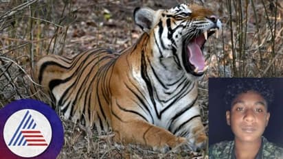 కట్టెలకోసం పోయి, పులి నోటికి చిక్కి.. 18యేళ్ల యువకుడి మృతి.. 