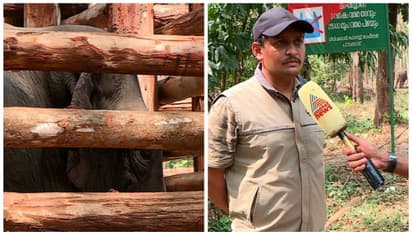 ധോണിയെ കുങ്കി ആനയാക്കും, ഇന്നുമുതൽ ഭക്ഷണം നൽകും,പ്രത്യേക പപ്പാനേയും കുക്കിനേയും നിയമിക്കും-ഡിഎഫ്ഒ